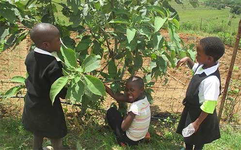 Children picking fruit on the way to school